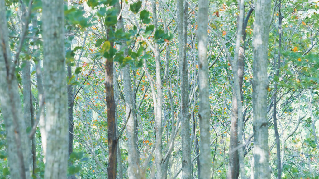早朝の光を浴びる白樺の森（兵庫県・氷ノ山）